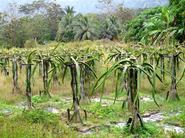 Dragon Fruit plants